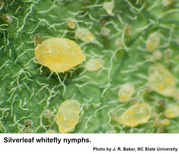 Healthy silverleaf whitefly nymphs are clear yellow.